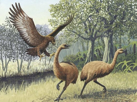 科技时代_科学家证实新西兰食人鸟曾确实存在(图)